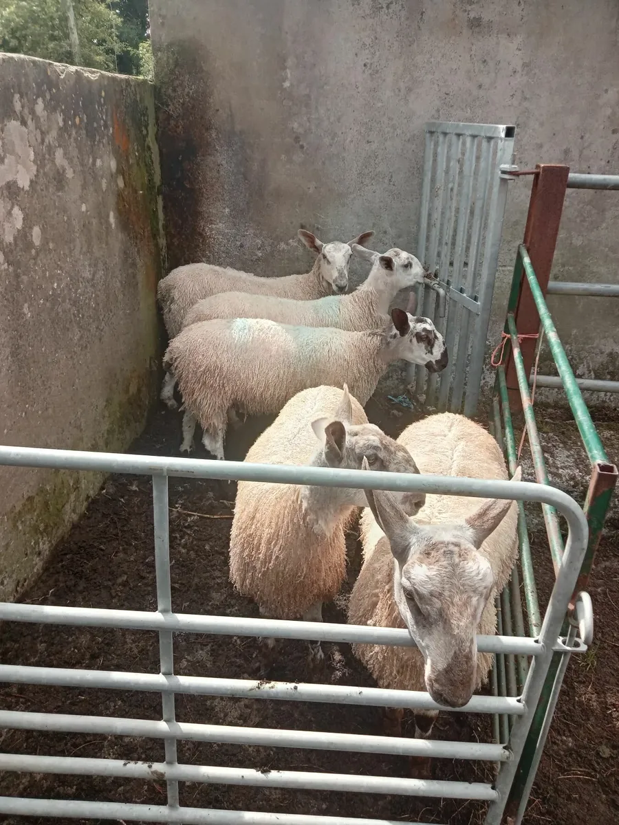 Bluefaced leicester ram lambs - Image 4