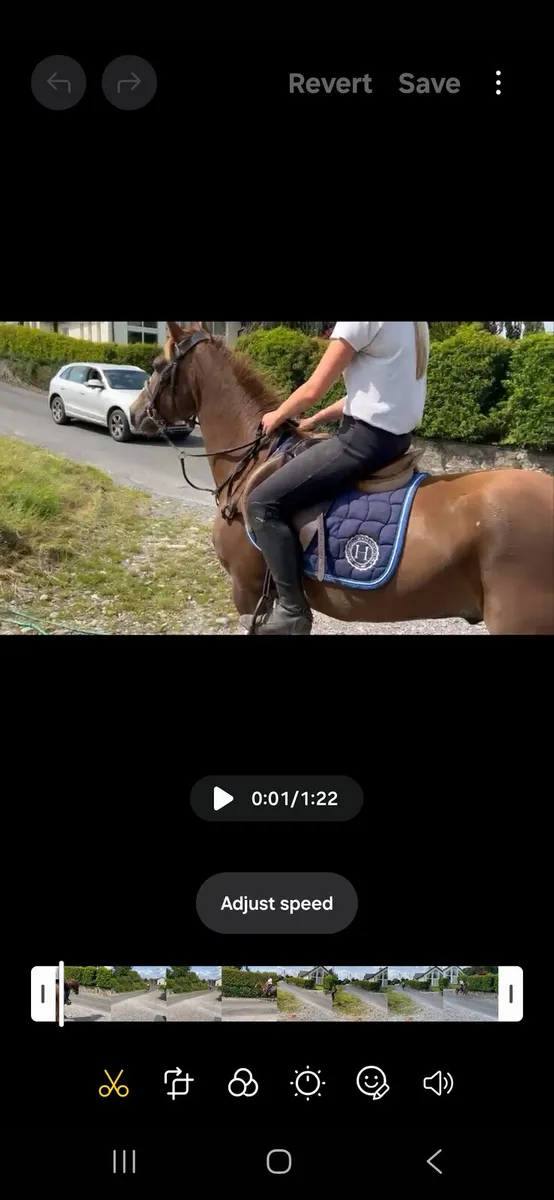 Liver chestnut - Image 2