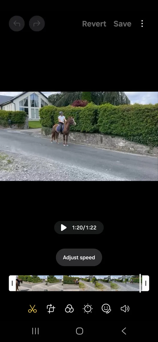 Liver chestnut - Image 3