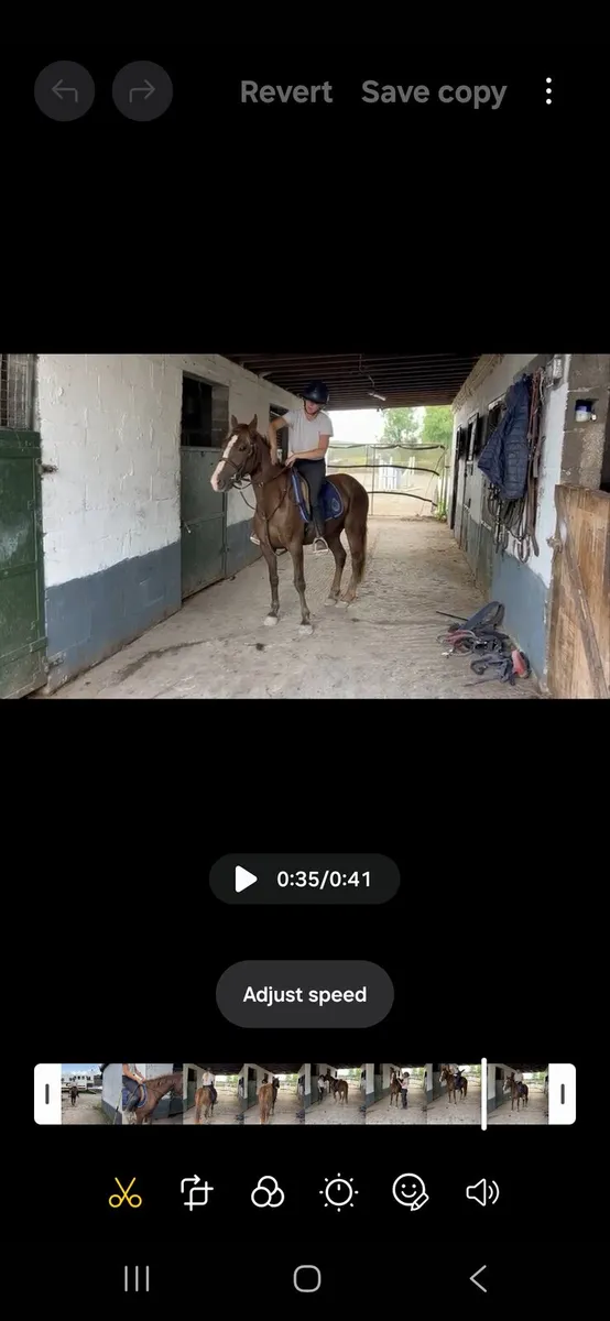 Liver chestnut - Image 4