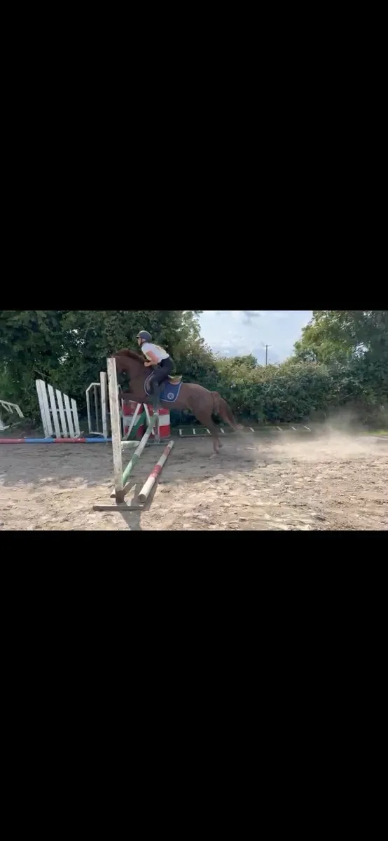 Liver chestnut - Image 1