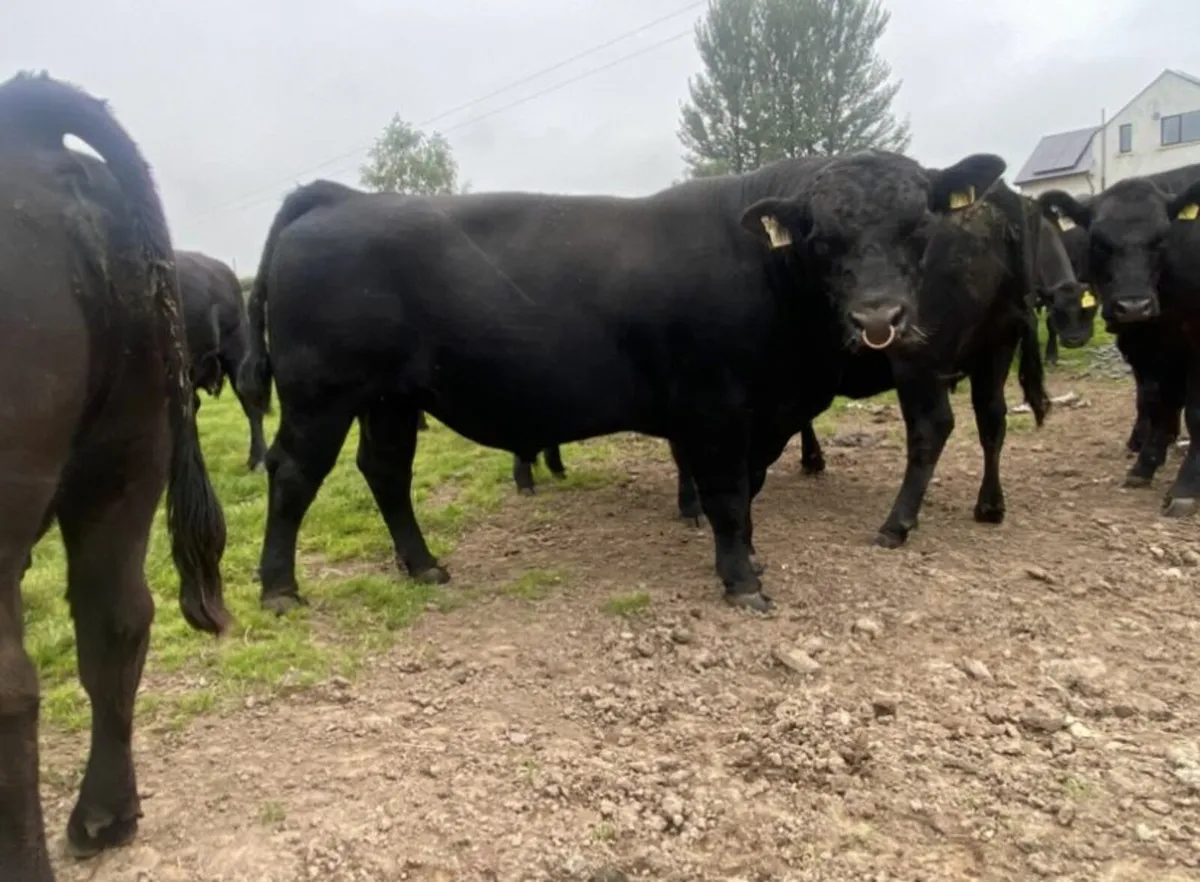 Proven Pedigree Bull - Image 4