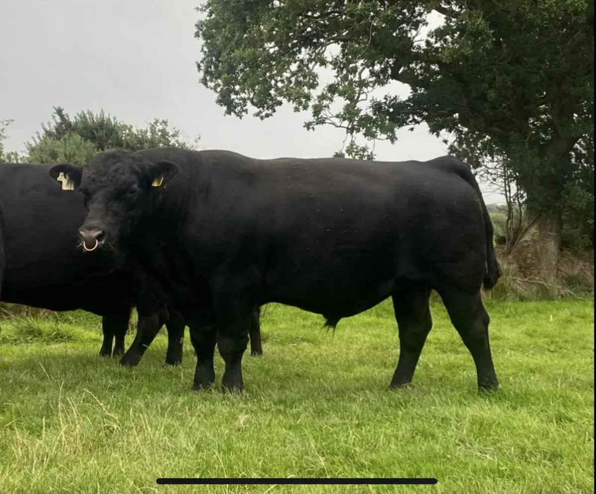 Proven Pedigree Bull - Image 1
