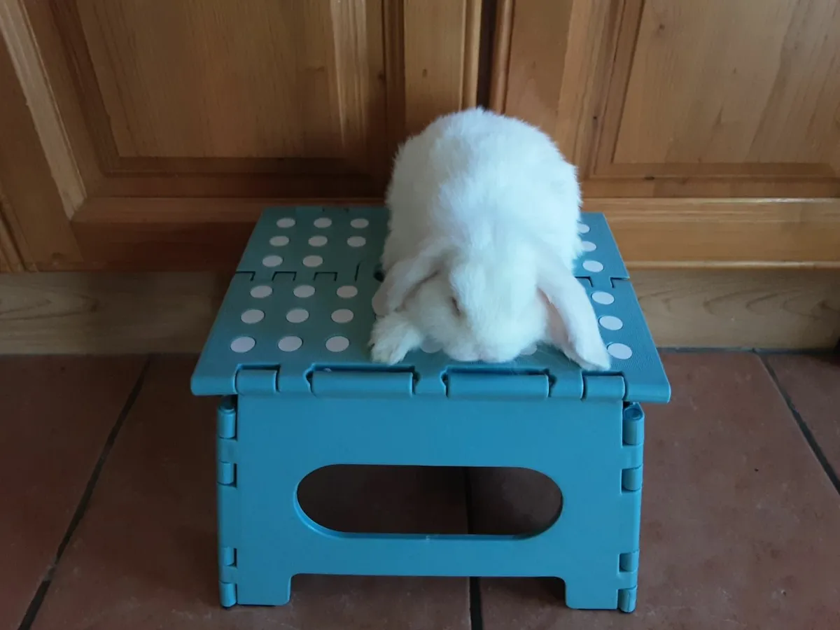 lop - Image 3