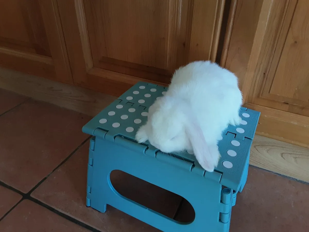 lop - Image 1