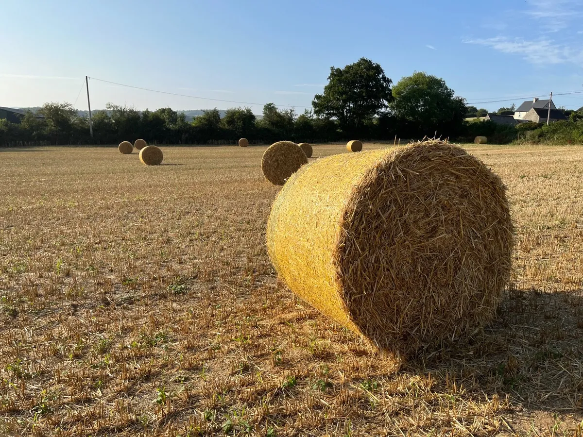 Winter barley Straw