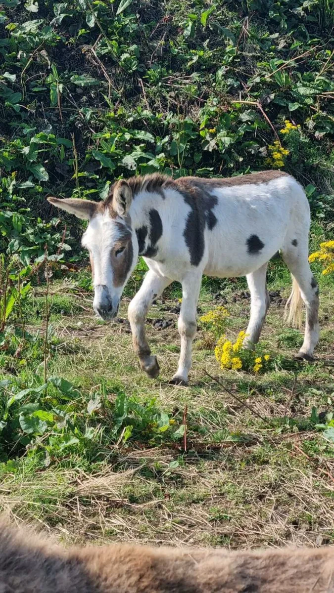 Donkey - Image 1
