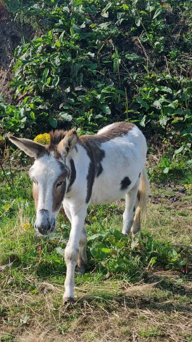Donkey - Image 2