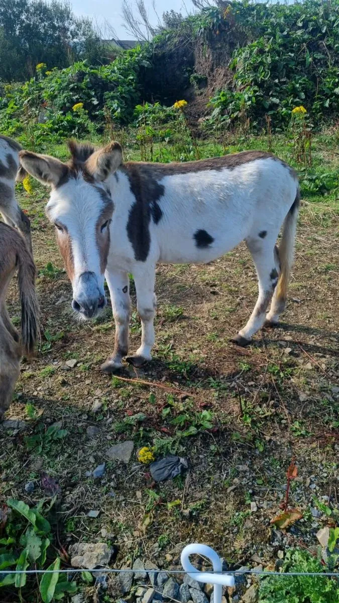 Donkey - Image 3