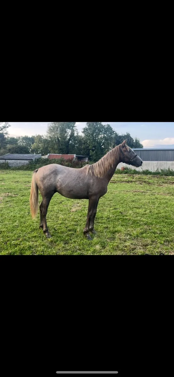 **Fohenagh Trickster** - Image 1
