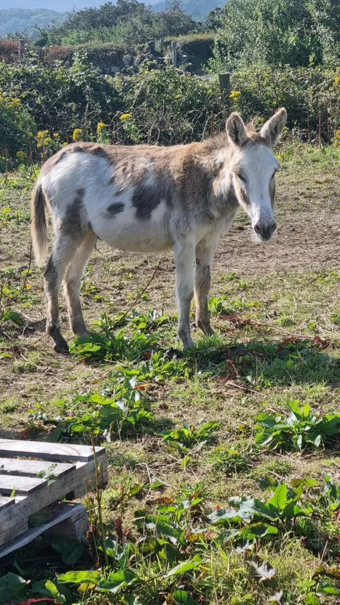 Donkey - Image 1