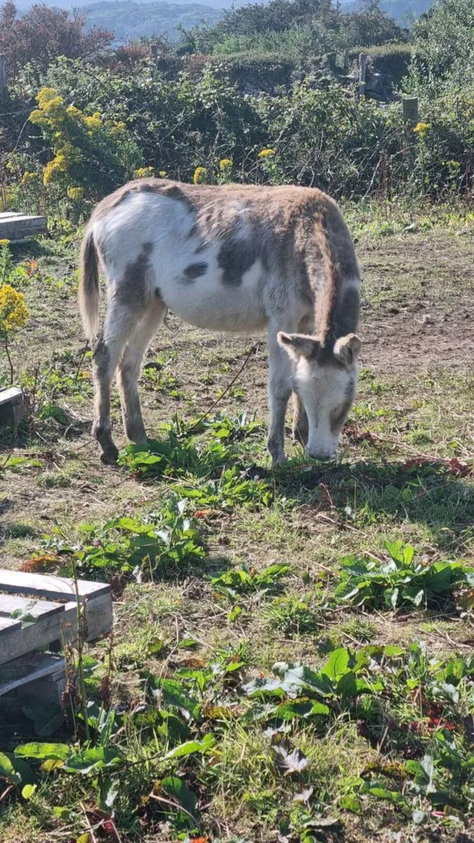 Donkey - Image 2