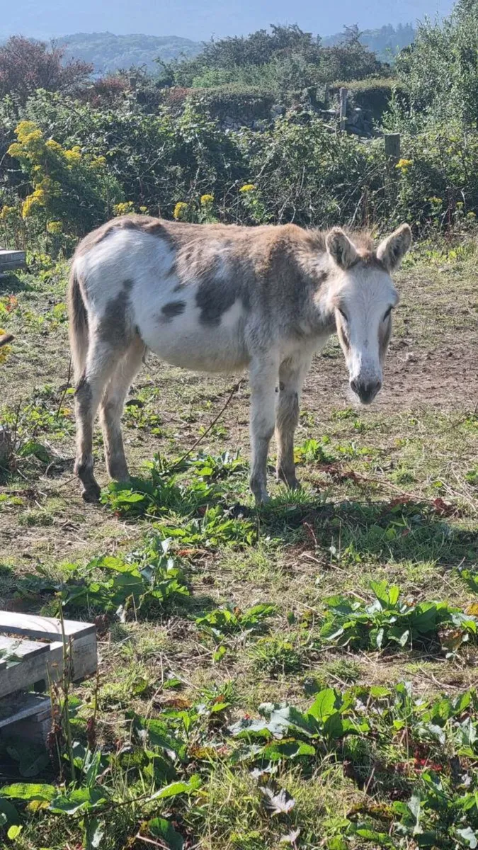 Donkey - Image 3