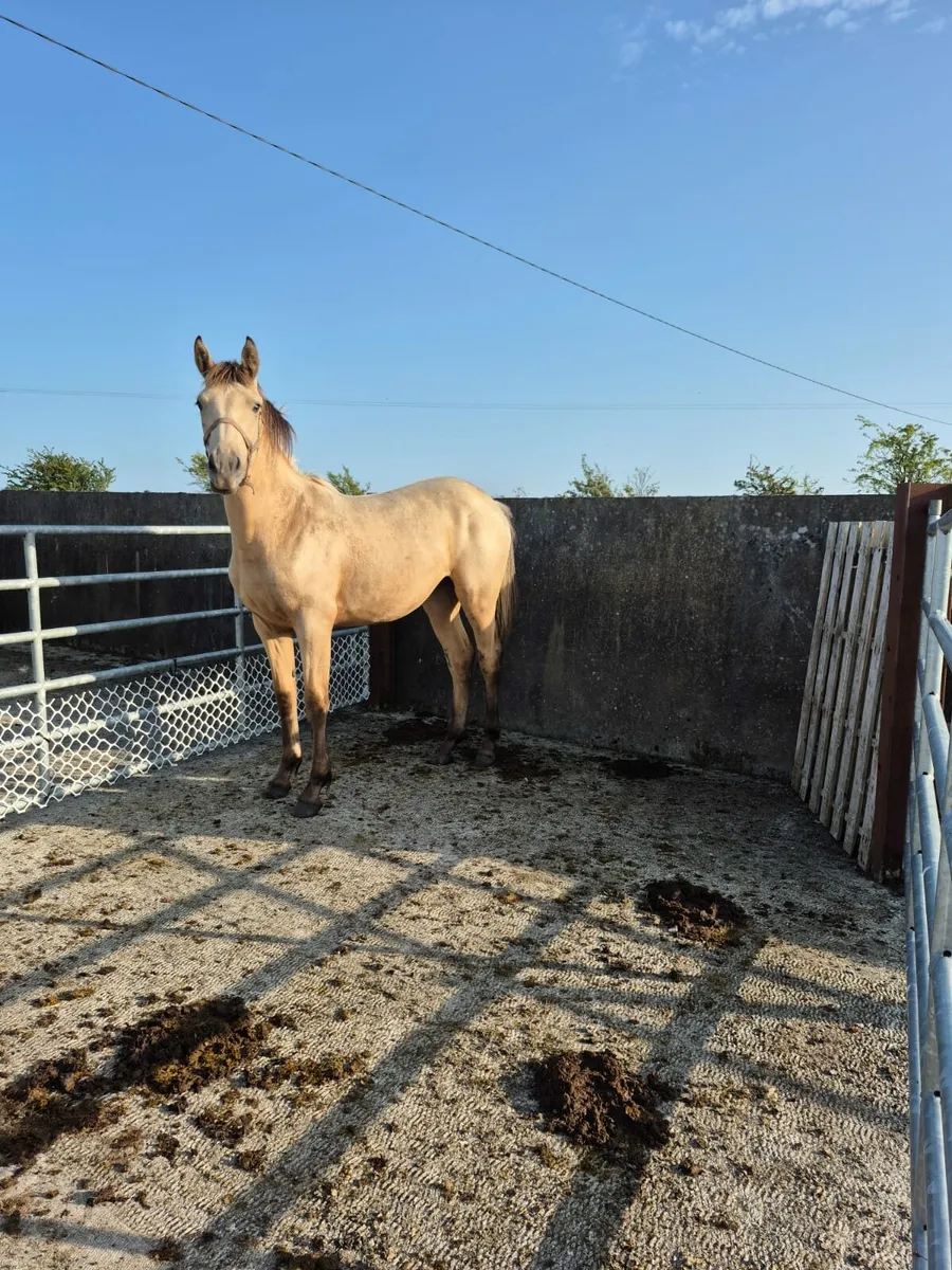 Dun ISH X Connemara yearling filly - Image 2