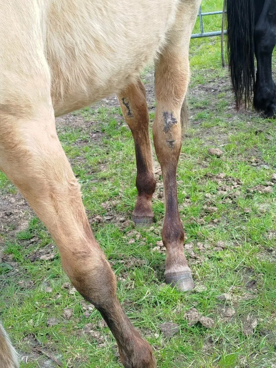 Dun ISH X Connemara yearling filly - Image 4