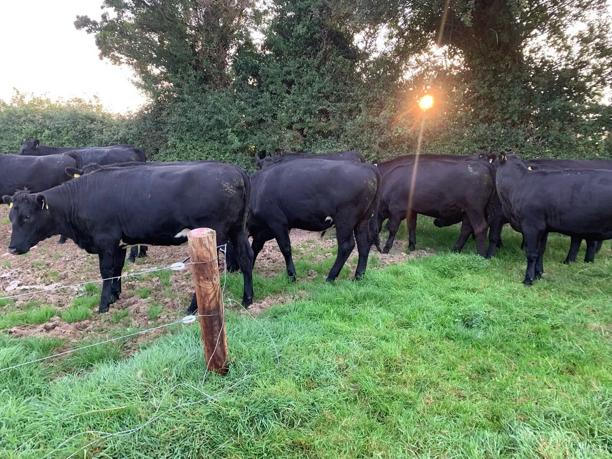 20 Anges cattle in Portumna mart tomorrow wed - Image 1