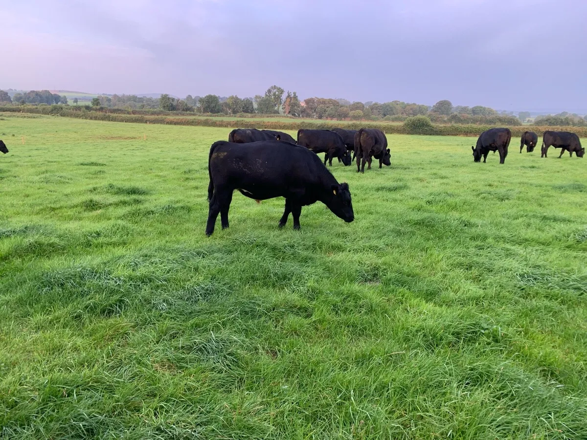 20 Anges cattle in Portumna mart tomorrow wed - Image 2