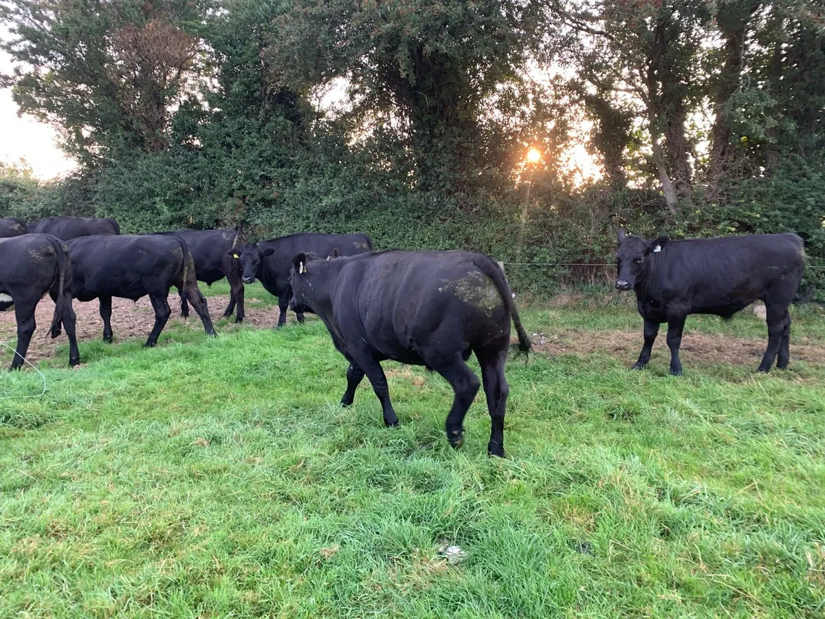 20 Anges cattle in Portumna mart tomorrow wed - Image 3