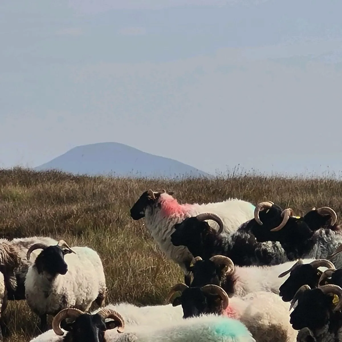 Sheep Full Organic - Image 1