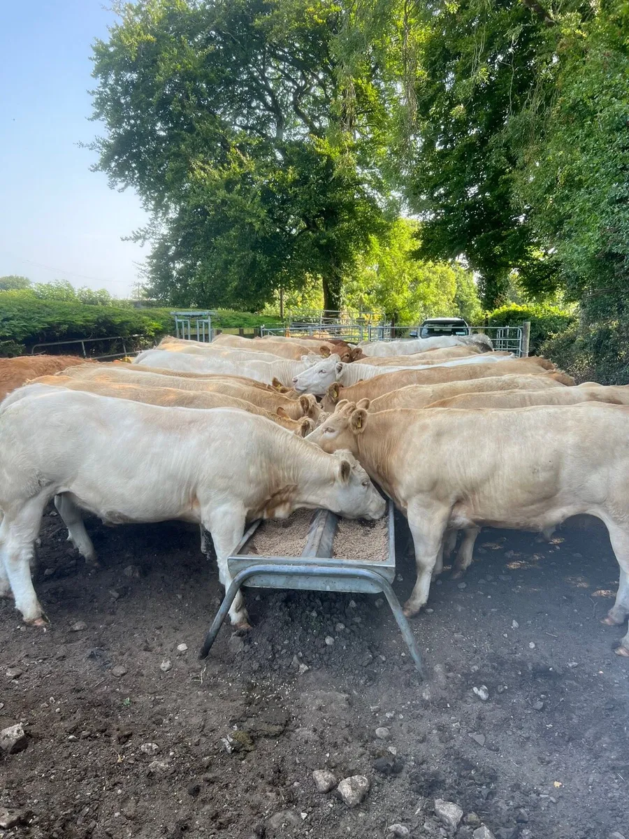 U AND E BEEF HEFERS THIS FRIDAY - Image 2