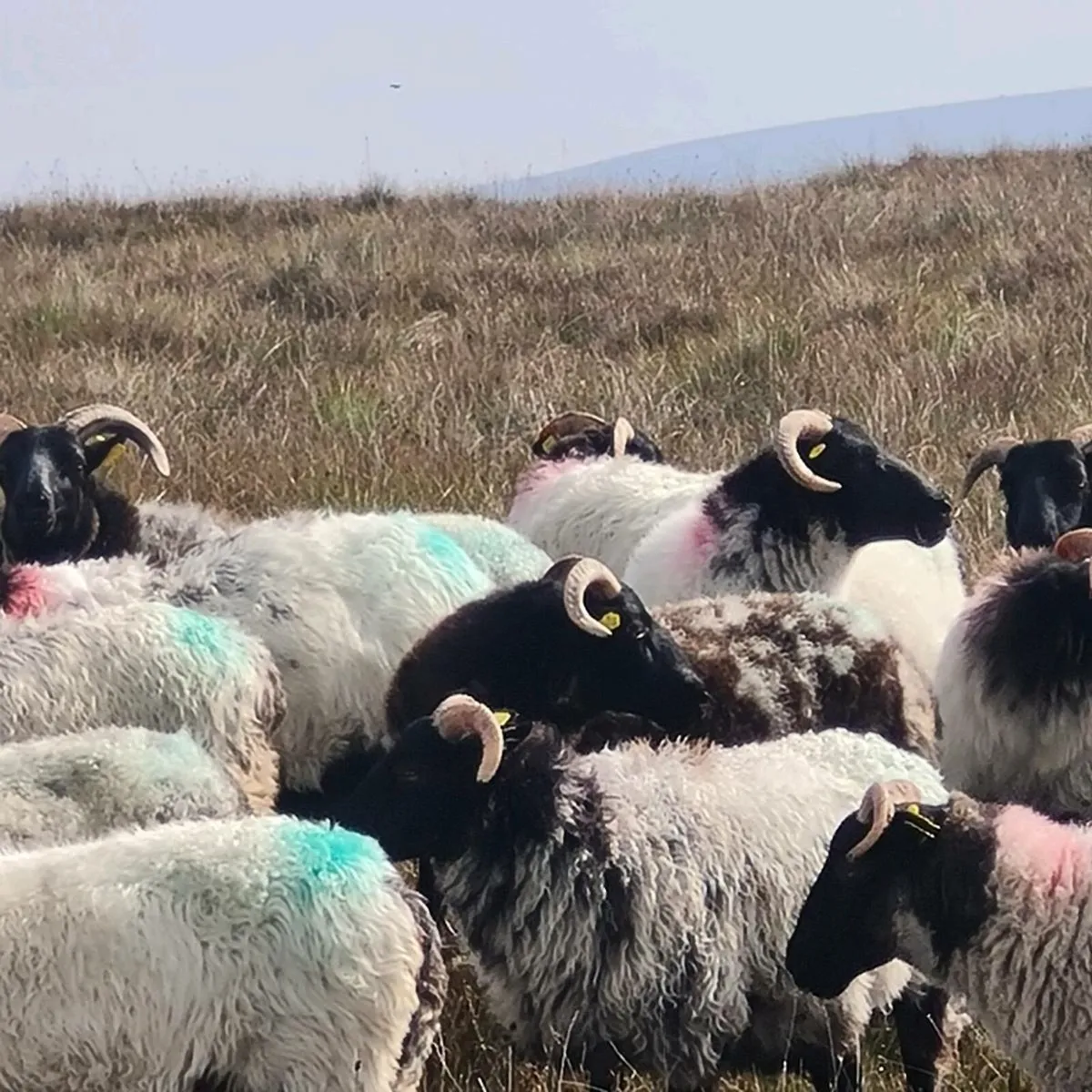 Sheep Full Organic - Image 2