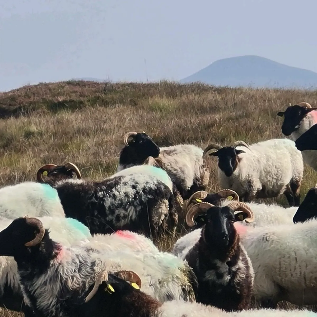 Sheep Full Organic - Image 3