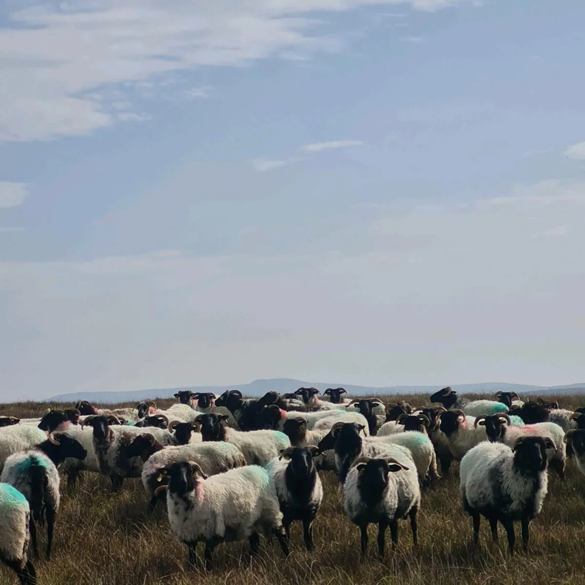 Sheep Full Organic - Image 4
