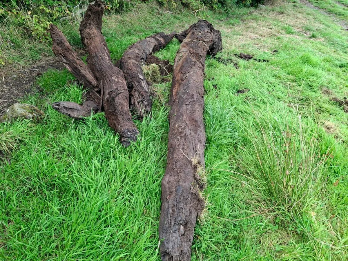 Bog oak - Image 1
