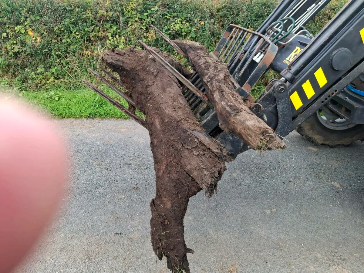 Bog oak - Image 3
