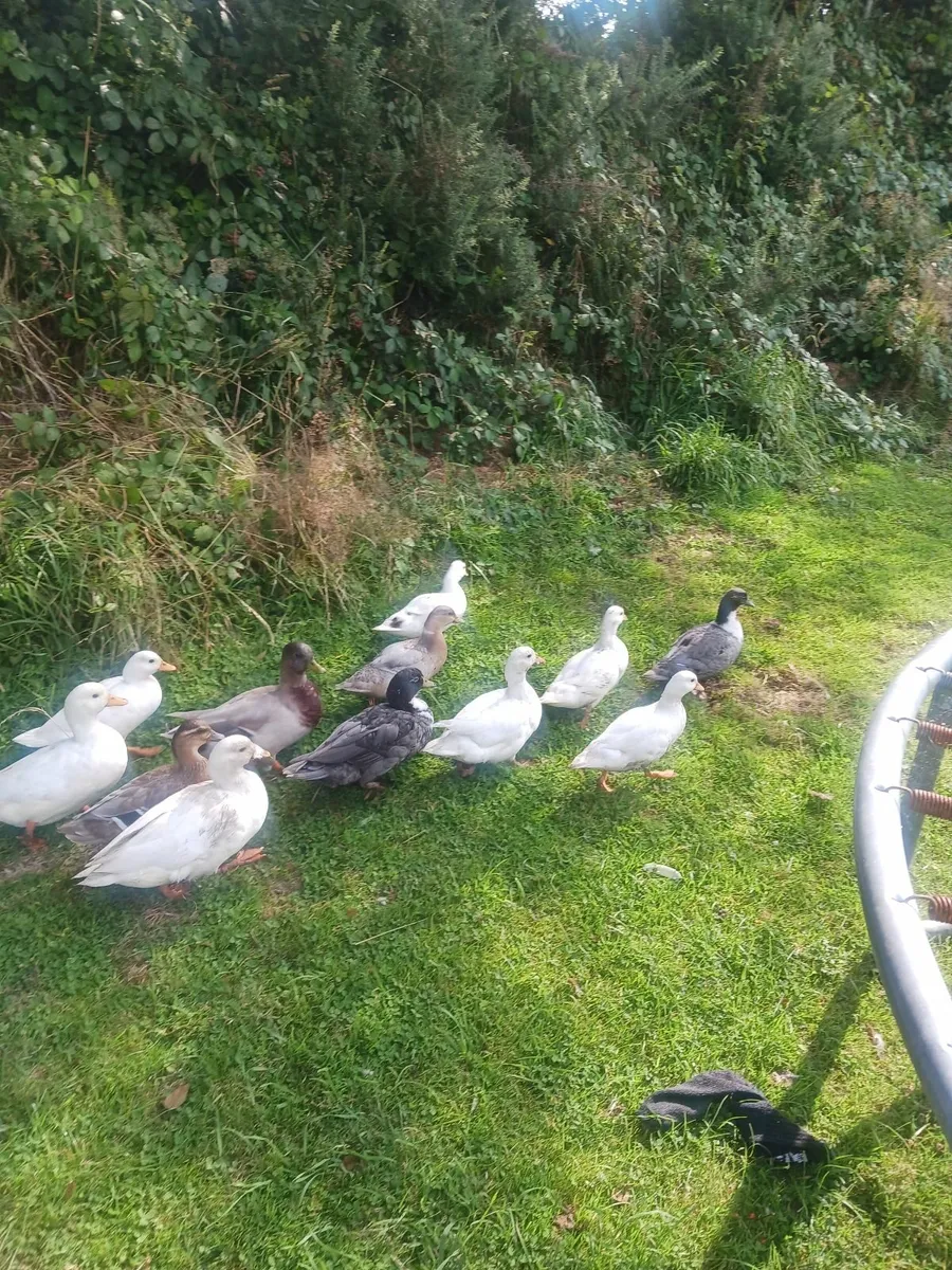 Call ducks - Image 2