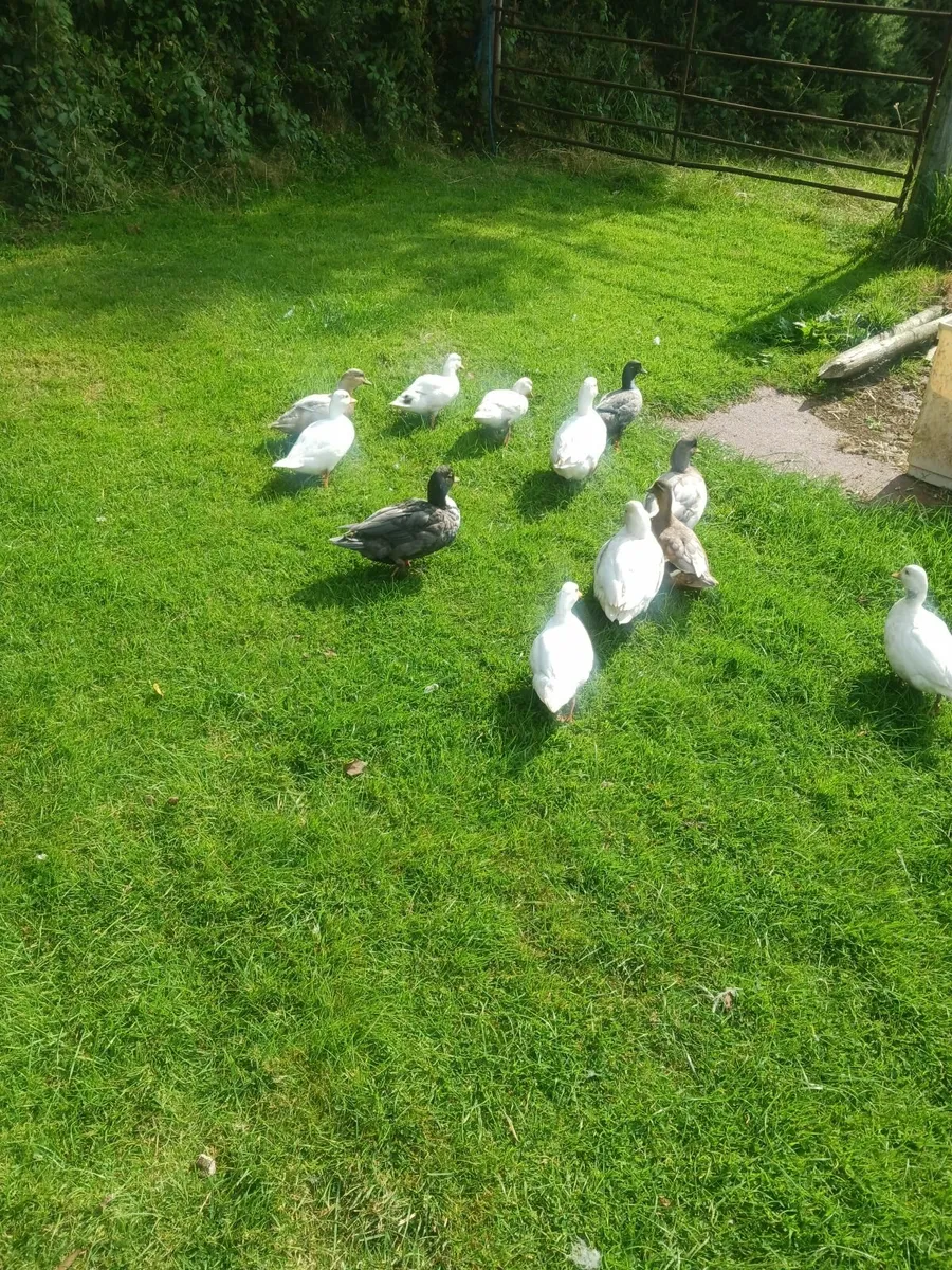 Call ducks - Image 3