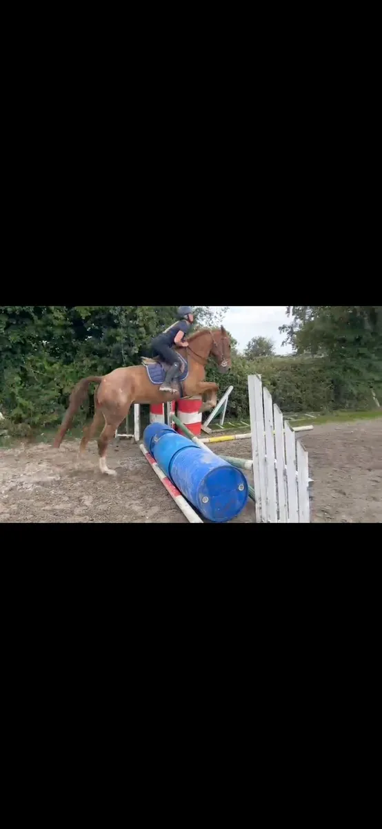 Roan gelding - Image 1