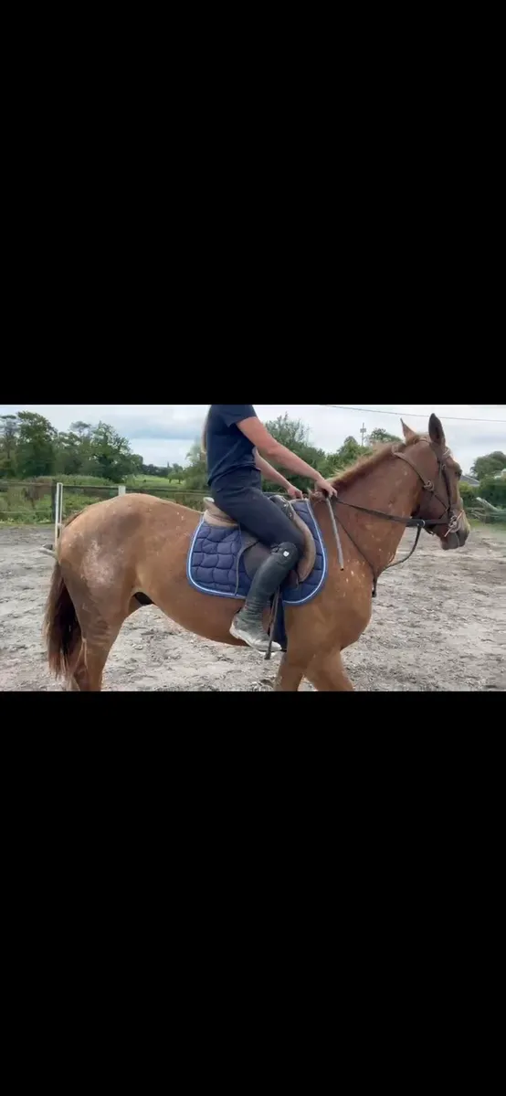 Roan gelding - Image 2