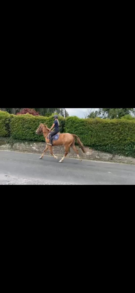 Roan gelding - Image 3