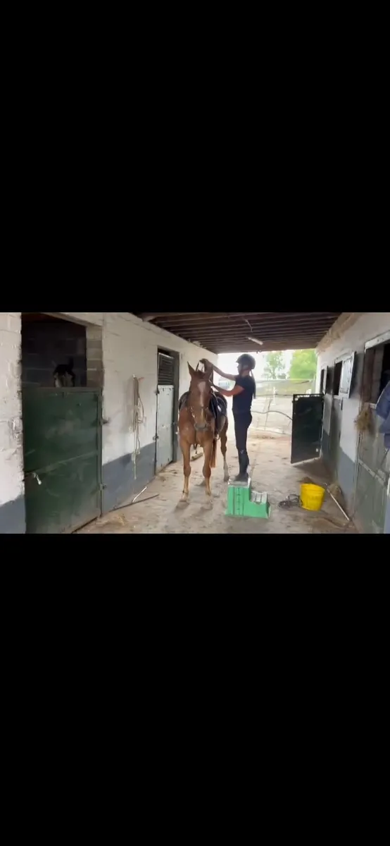 Roan gelding - Image 4