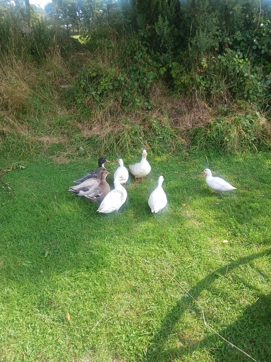 Call ducks - Image 4