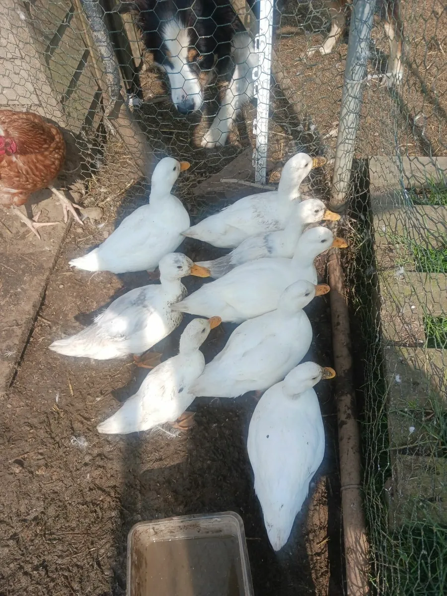 Call ducks - Image 1