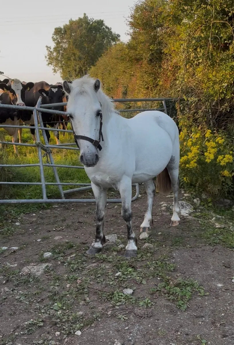 6 year old gelding - Image 1
