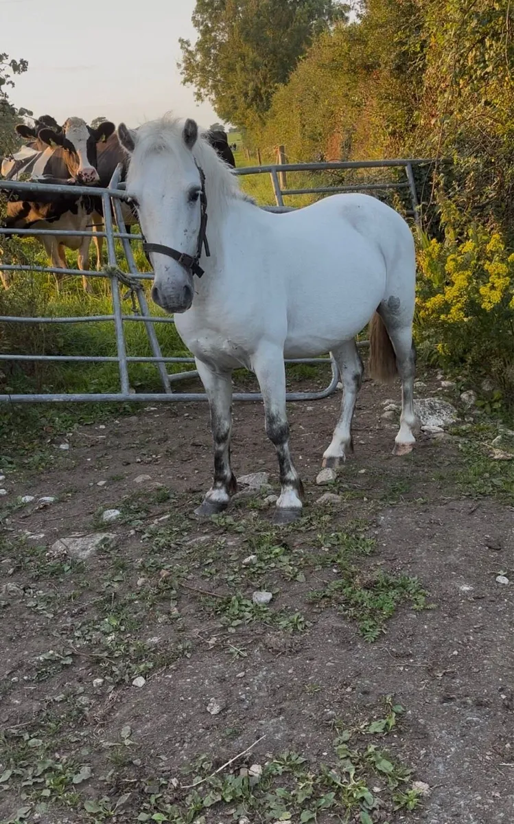 6 year old gelding - Image 2