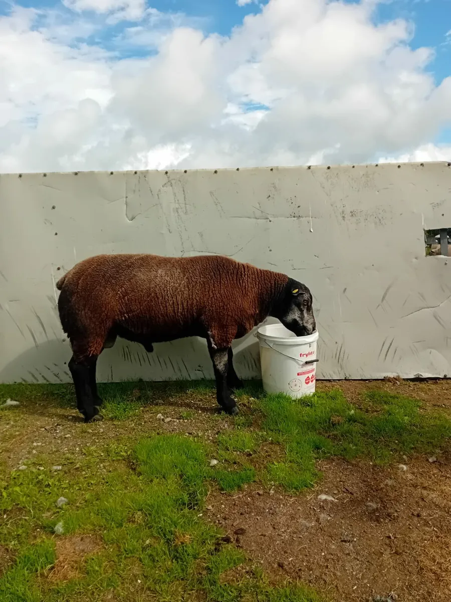 PB blue texel hogget ram - Image 1