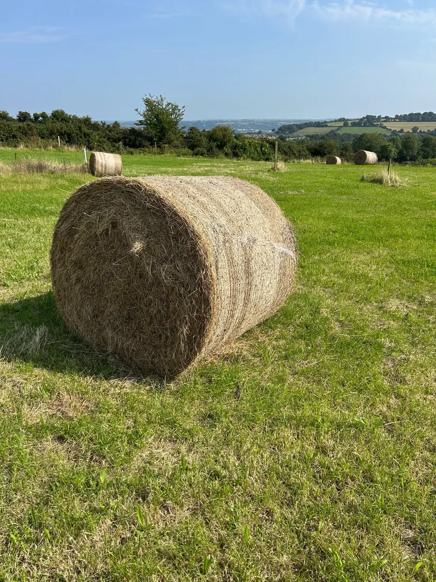 Top quality hay for sale. 13 round bales. - Image 1