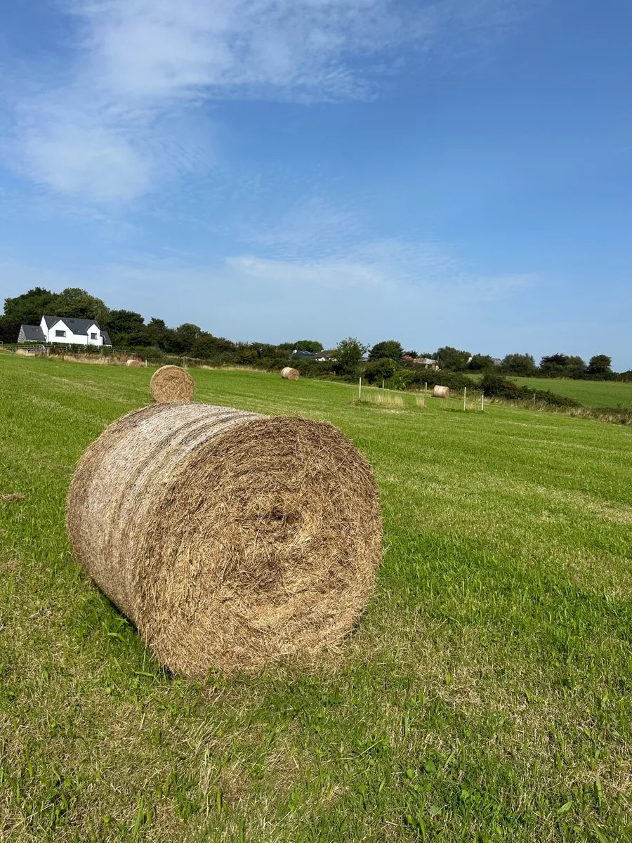 Top quality hay for sale. 13 round bales. - Image 2