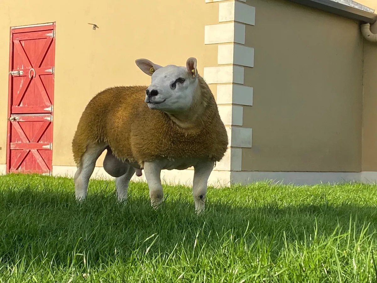 Pedigree Texel Ram lambs for sale