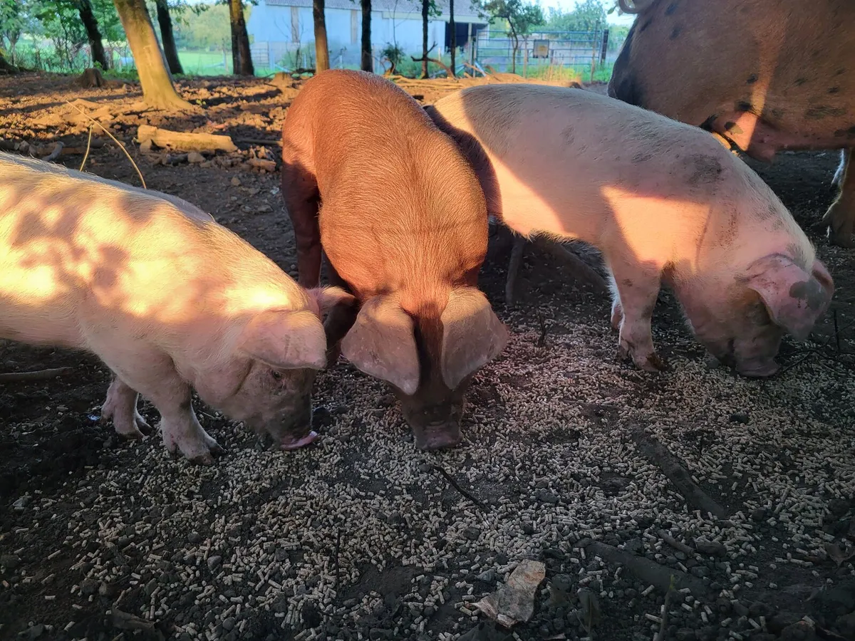 Free Range Weaner piglets - Image 1