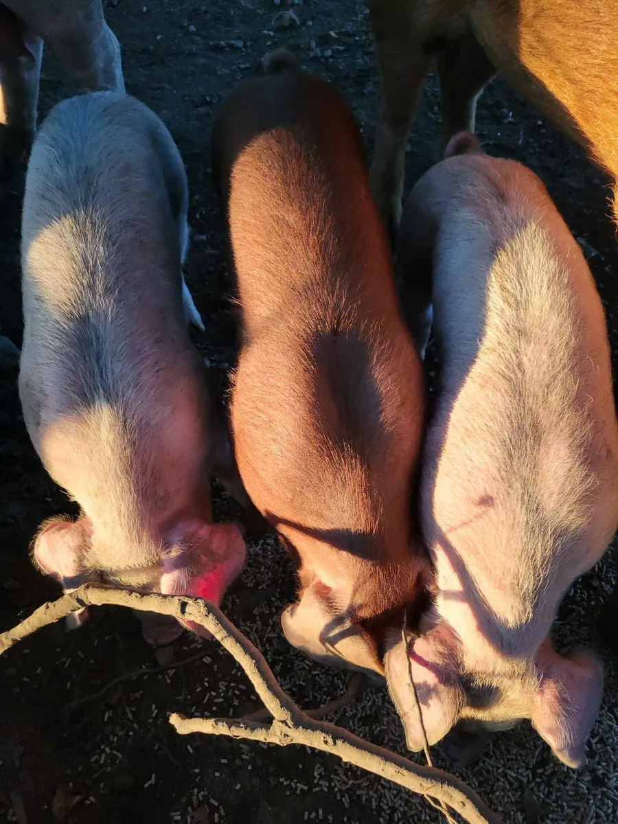 Free Range Weaner piglets - Image 2