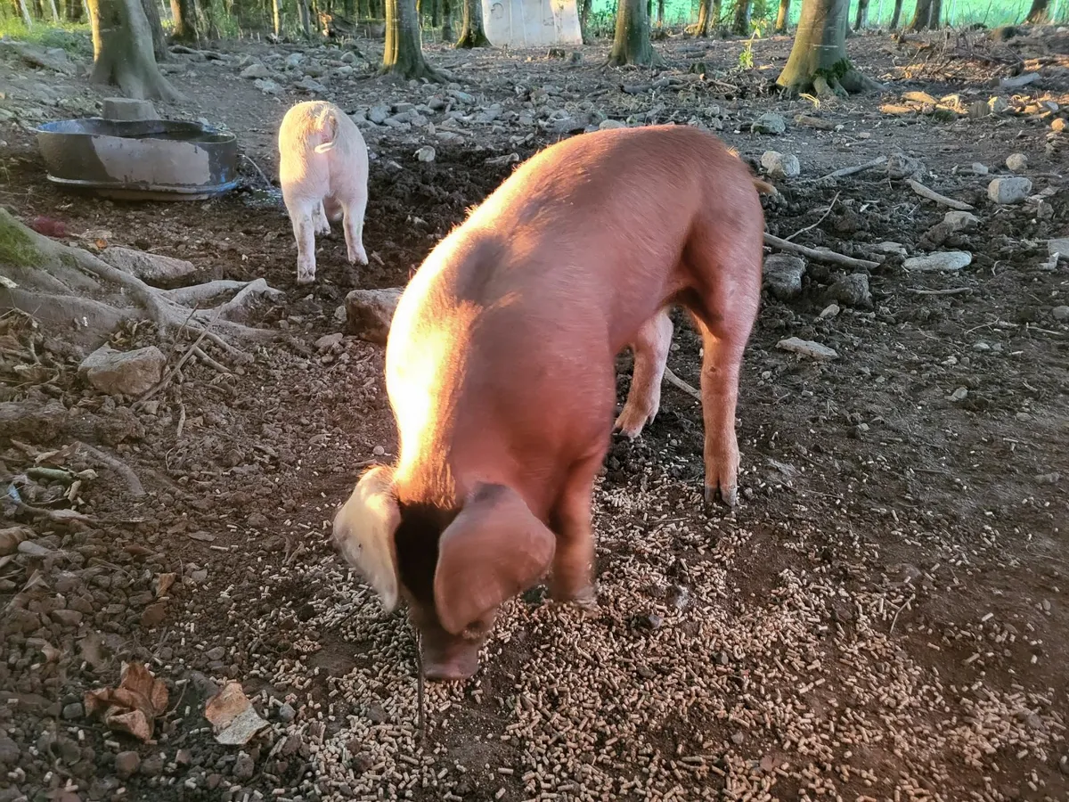 Free Range Weaner piglets - Image 3