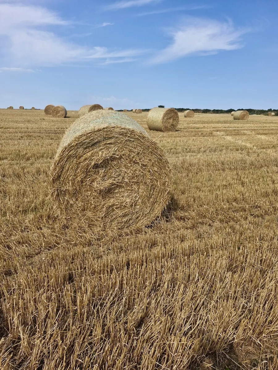 Barley and oaten Straw - Image 1