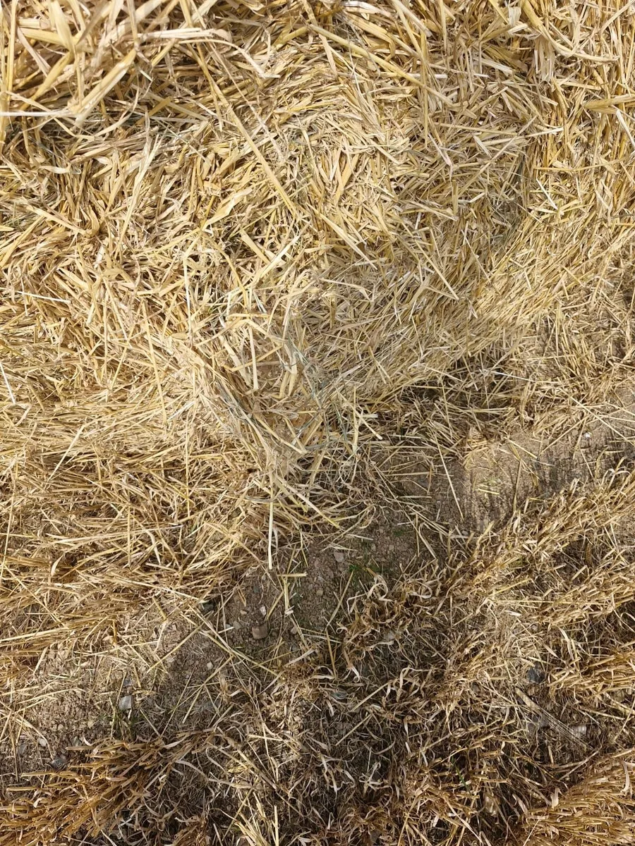 Barley and oaten Straw - Image 2