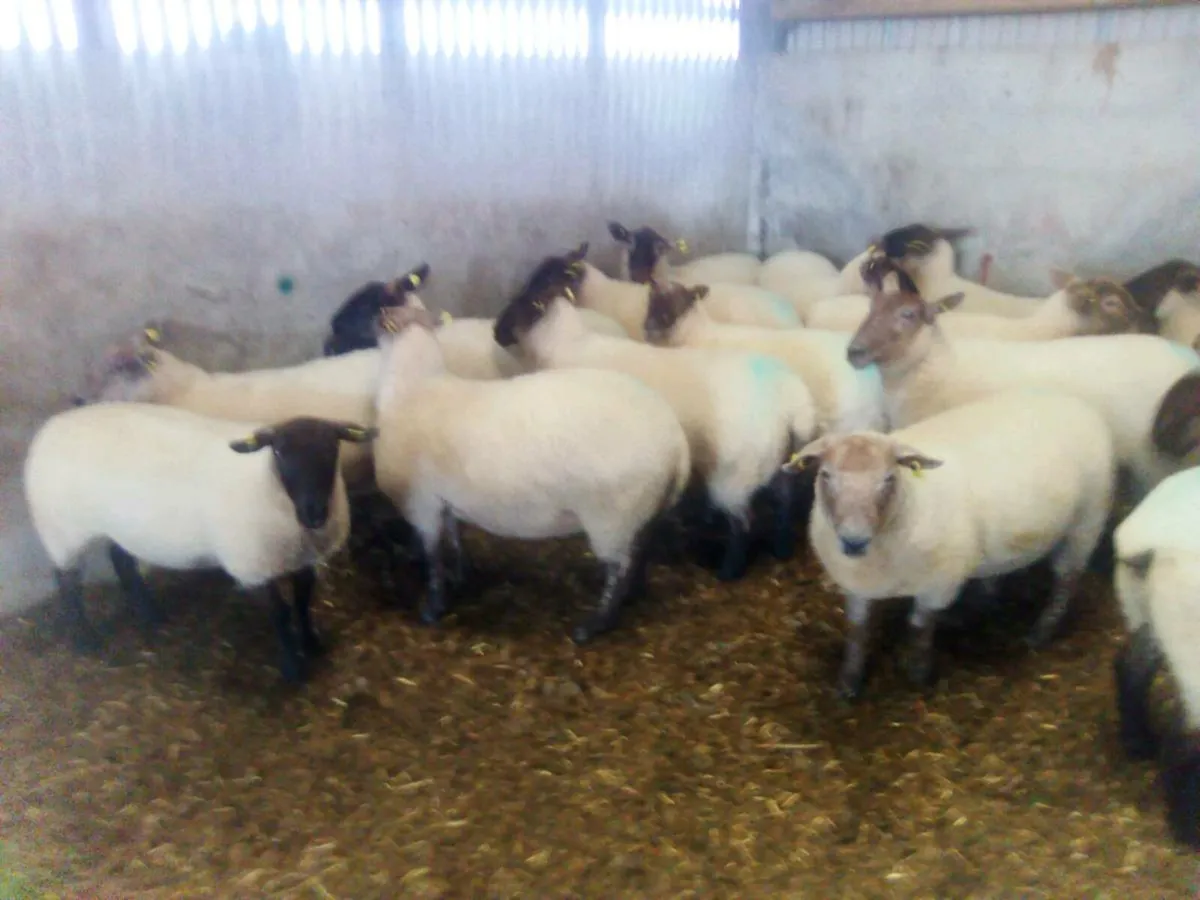 Sheep - Image 1