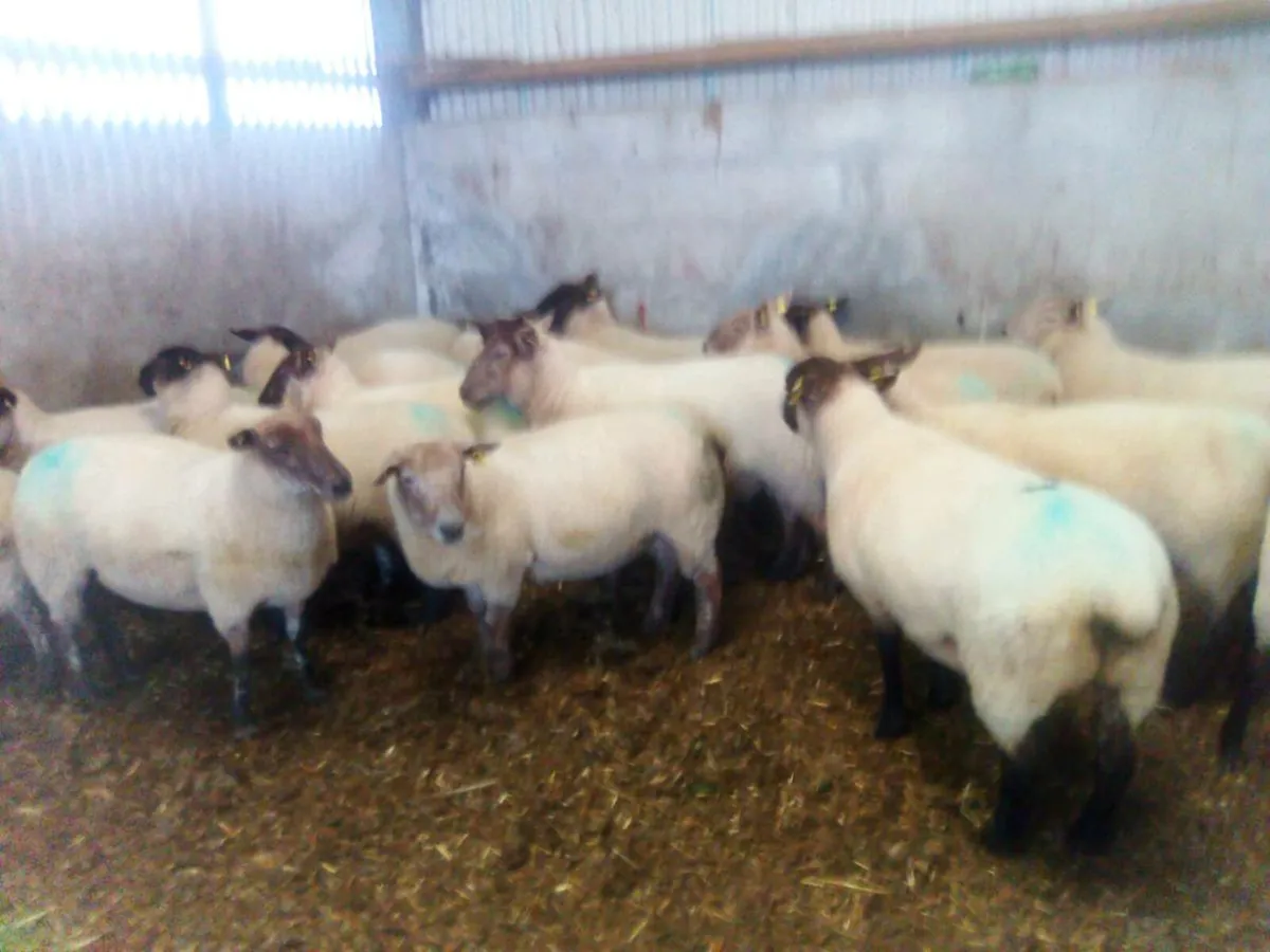 Sheep - Image 2
